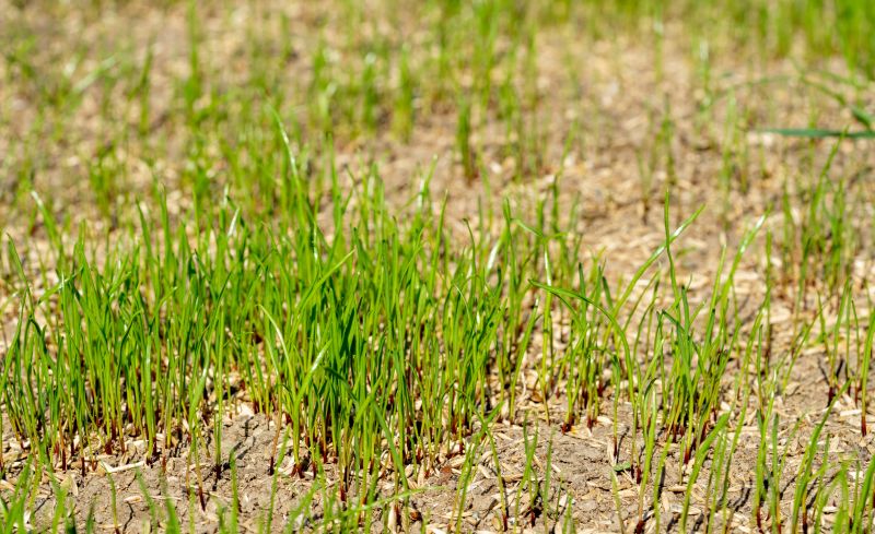 New Lawn Seeding in Honolulu, HI
