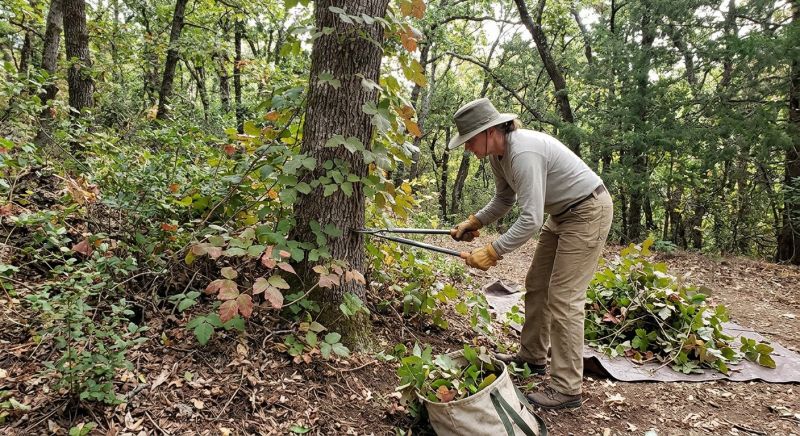 Poison Ivy Removal in Lancaster County, PA