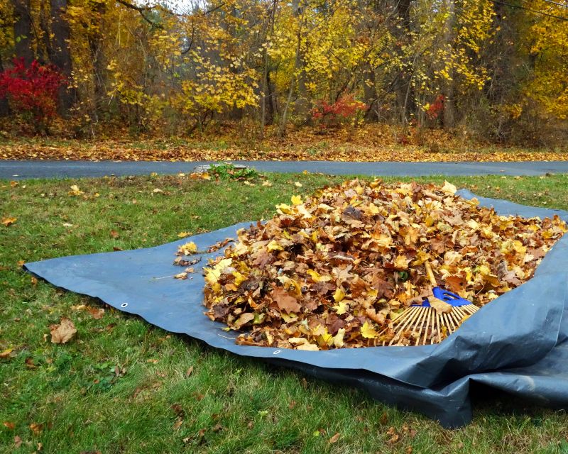Autumn Leaf Removal in Honolulu, HI