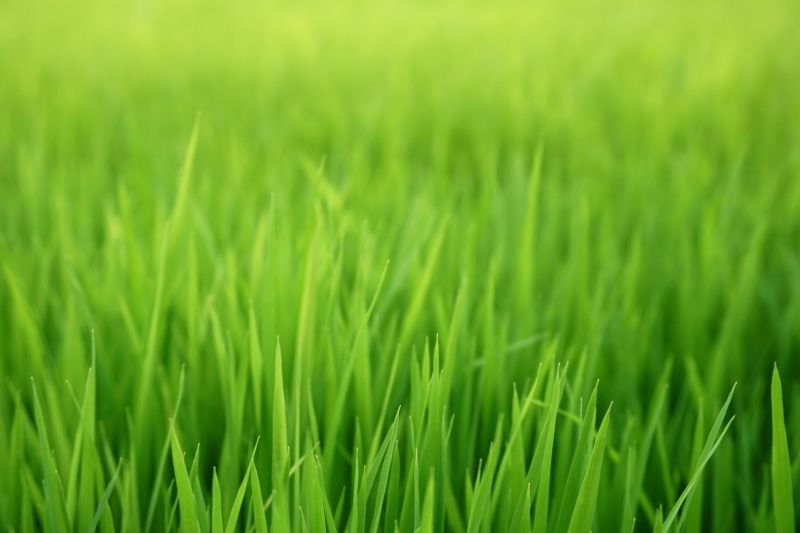 Bermuda Grass Seeding in Ventura County, CA