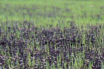 Fall Lawn Seeding in Ventura County, CA