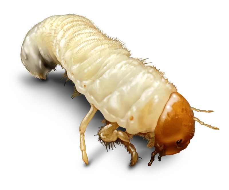 Grub Prevention in Honolulu, HI