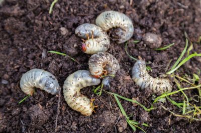 Grub Prevention in Ventura County, CA
