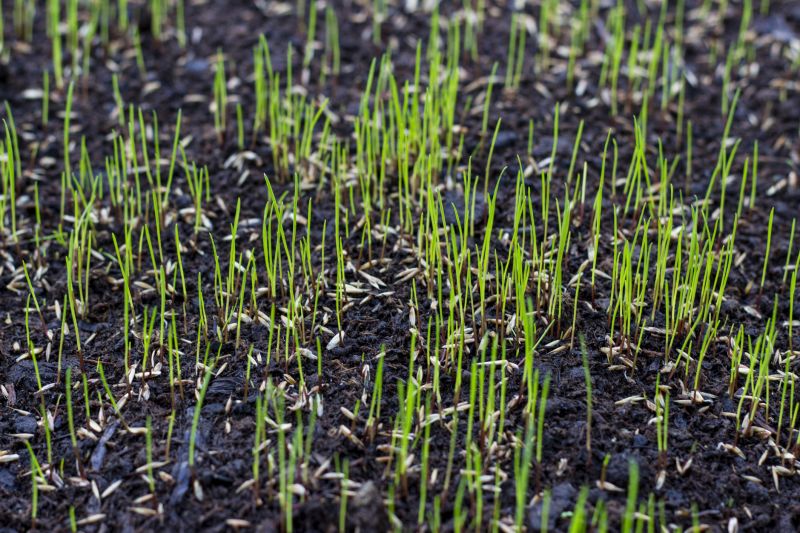 Close-up of Healthy Turf