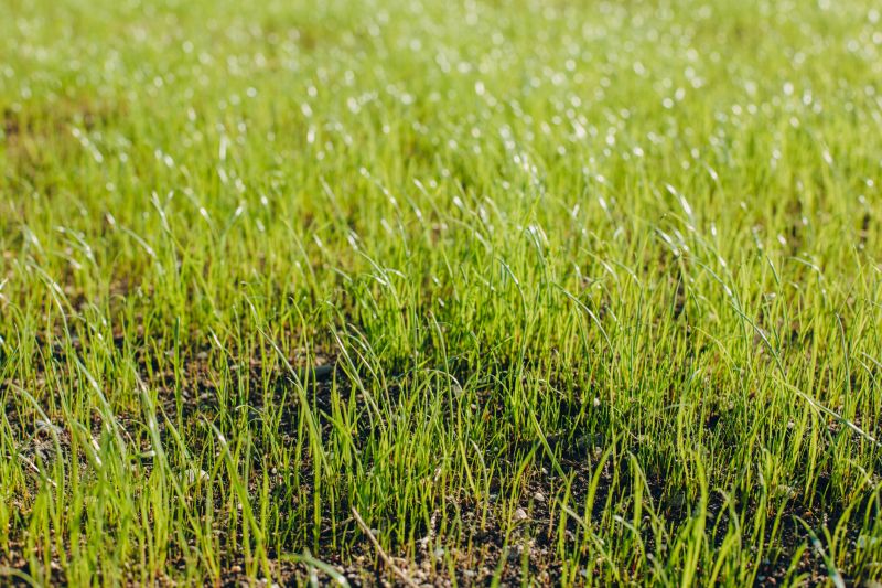 New Construction Lawn Seeding in Honolulu, HI