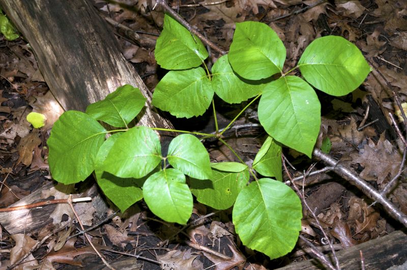 Poison Ivy Removal in Honolulu, HI