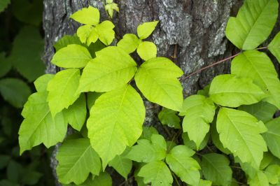 Poison Oak Removal in Bucks County, PA
