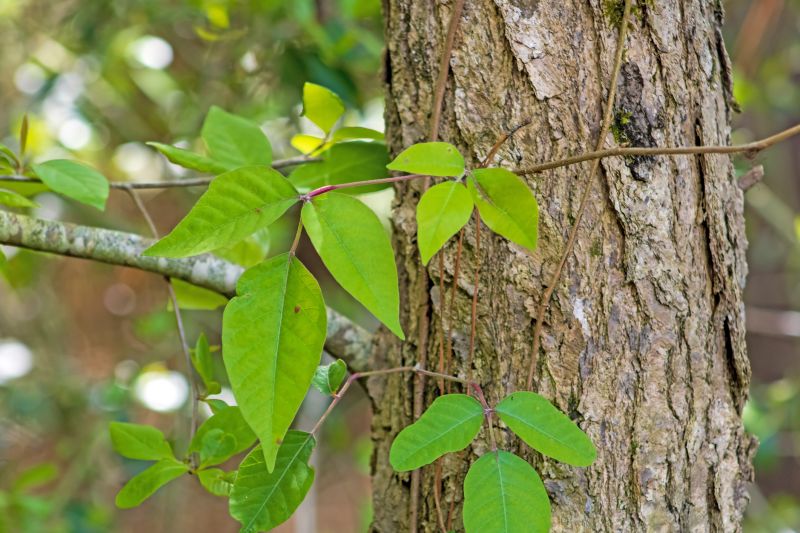 Poison Oak Removal in Delaware County, PA