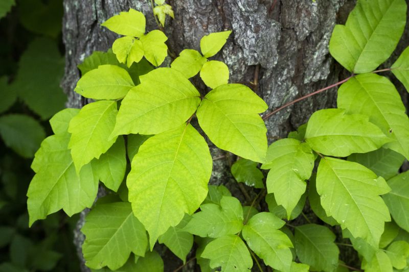 Poison Oak Removal in Philadelphia, PA
