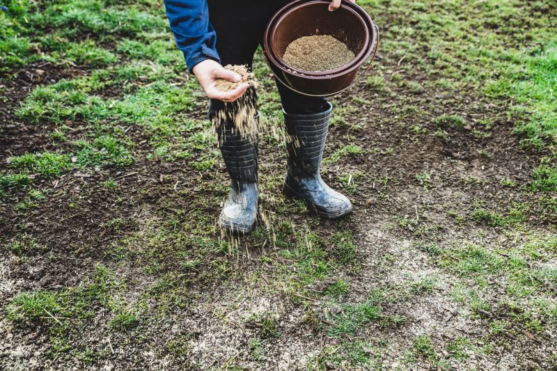 Reseeding Service in Ventura County, CA