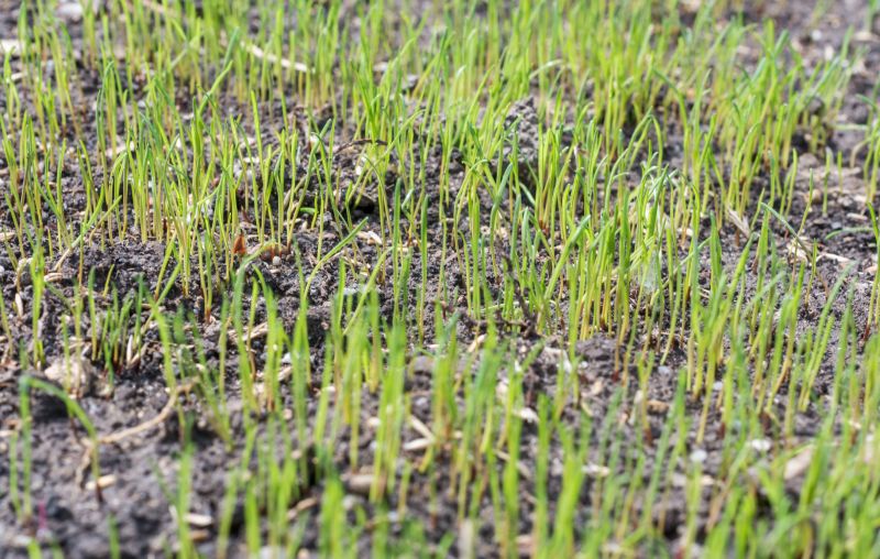 Spring Grass Seeding in Honolulu, HI