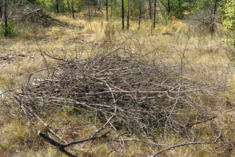 Yard Debris Removal in Honolulu, HI